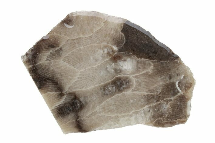 Polished Petoskey Stone (Fossil Coral) Refrigerator Magnets - Photo 1